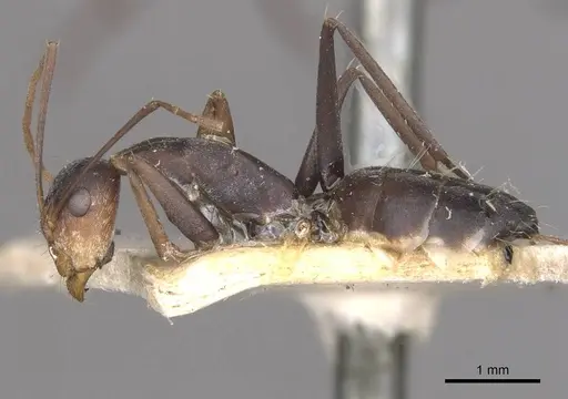 Camponotus cinctellus - CASENT0910323