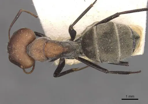 Camponotus cinctellus - CASENT0910324
