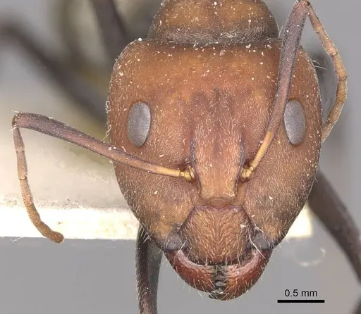 Camponotus cinctellus - CASENT0910324