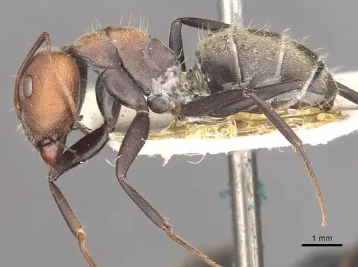 Camponotus cinctellus - CASENT0910324