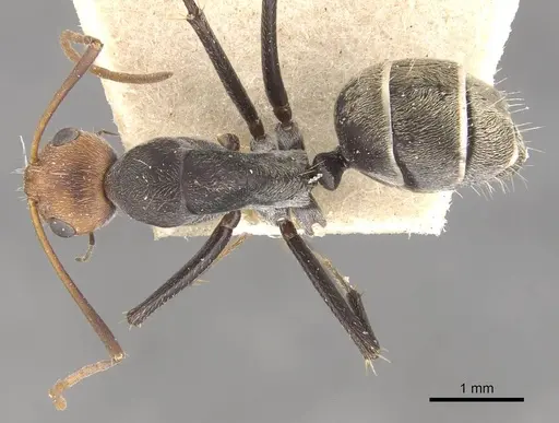 Camponotus cinctellus - CASENT0910325