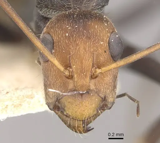 Camponotus cinctellus - CASENT0910325