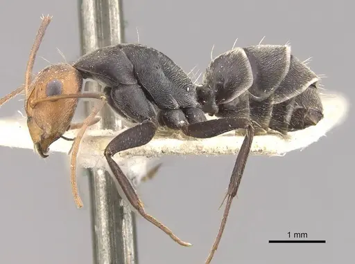 Camponotus cinctellus - CASENT0910325