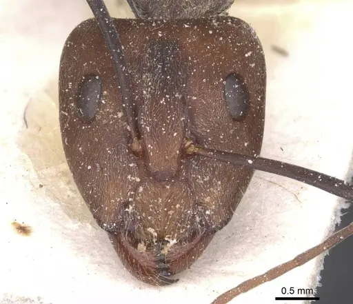 Camponotus cinctellus - CASENT0911761