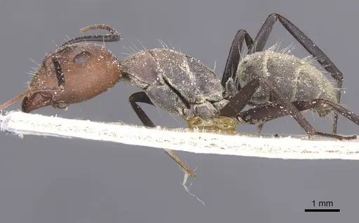 Camponotus cinctellus - CASENT0911761
