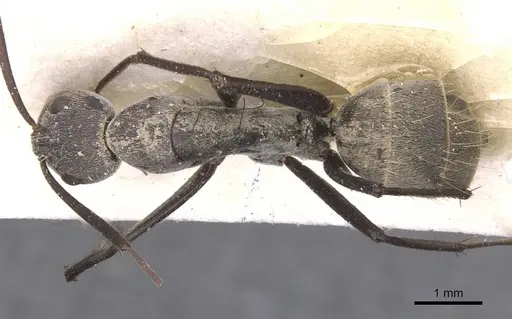Camponotus cinctellus - CASENT0911762