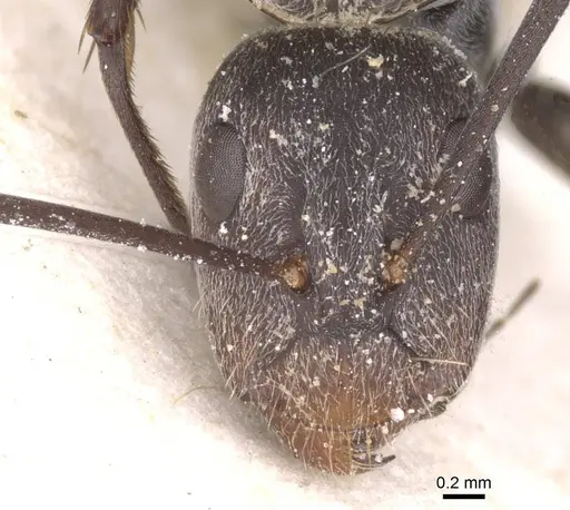 Camponotus cinctellus - CASENT0911762