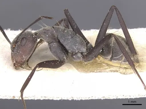 Camponotus cinctellus - CASENT0911762