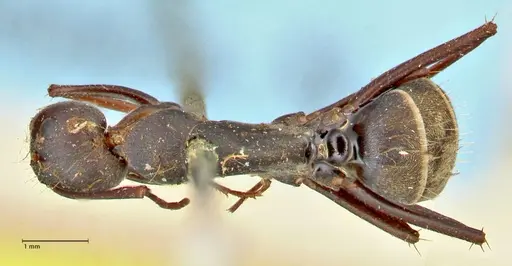 Camponotus cinctellus - FOCOL2474