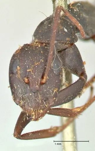 Camponotus cinctellus - FOCOL2474