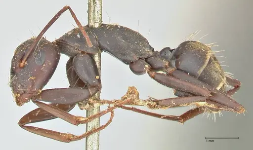 Camponotus cinctellus - FOCOL2474