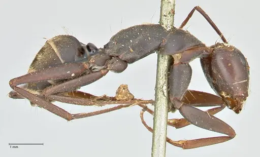 Camponotus cinctellus - FOCOL2474