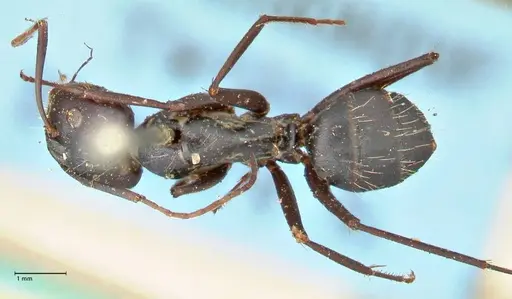 Camponotus cinctellus - FOCOL2475