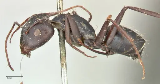 Camponotus cinctellus - FOCOL2475