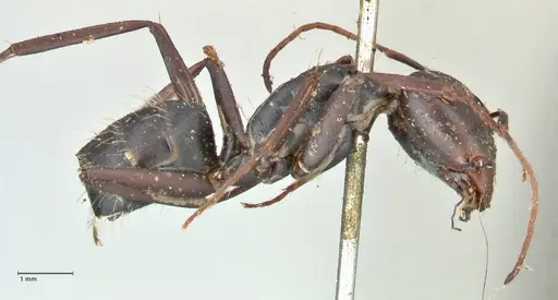 Camponotus cinctellus - FOCOL2475