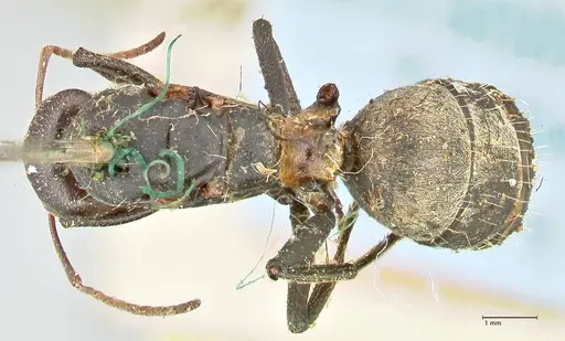 Camponotus cinctellus - FOCOL2476