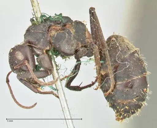 Camponotus cinctellus - FOCOL2476