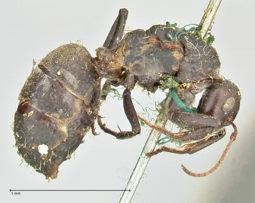 Camponotus cinctellus - FOCOL2476