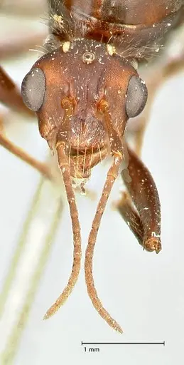 Camponotus cinctellus - FOCOL2477