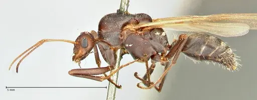 Camponotus cinctellus - FOCOL2477