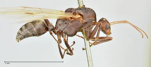 Camponotus cinctellus - FOCOL2477