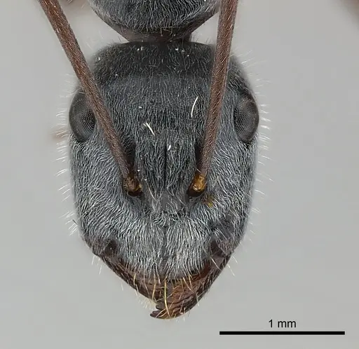 Camponotus cinereus specimen