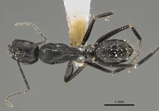 Camponotus cinereus - CASENT0887651