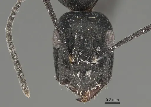 Camponotus cinereus - CASENT0887651