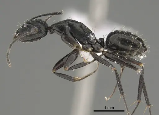 Camponotus cinereus - CASENT0887651