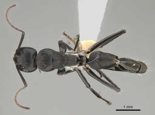 Camponotus cinereus - CASENT0887652