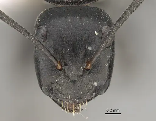 Camponotus cinereus - CASENT0887652