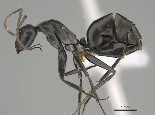 Camponotus cinereus - CASENT0887652