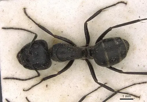 Camponotus cinereus - CASENT0906936