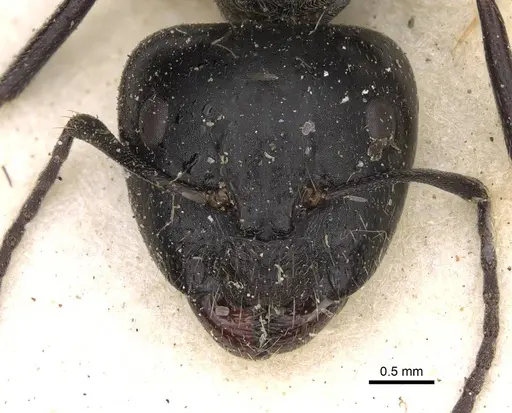 Camponotus cinereus - CASENT0906936