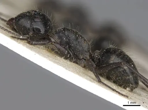 Camponotus cinereus - CASENT0906936