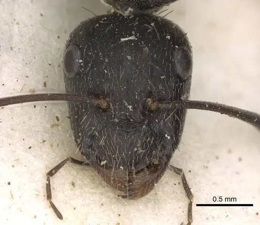 Camponotus cinereus - CASENT0906937