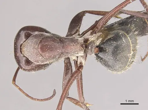 Camponotus cinereus - CASENT0910365