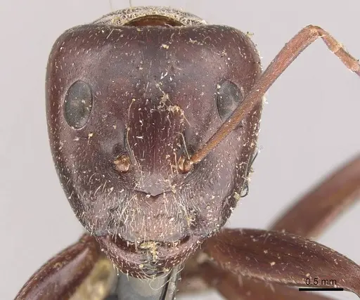 Camponotus cinereus - CASENT0910365