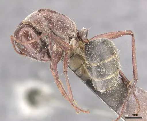 Camponotus cinereus - CASENT0910365