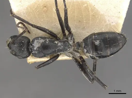 Camponotus cinereus - CASENT0910367