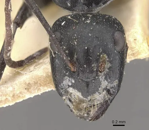 Camponotus cinereus - CASENT0910367