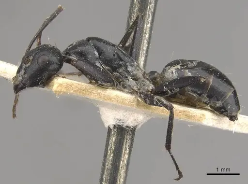 Camponotus cinereus - CASENT0910367