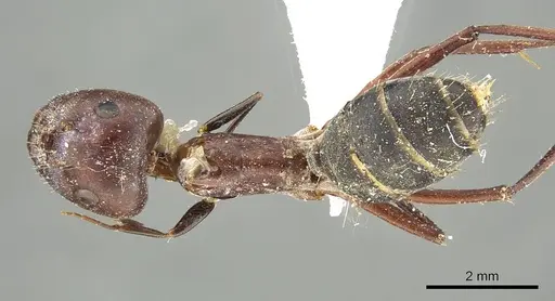 Camponotus cinereus - CASENT0915752