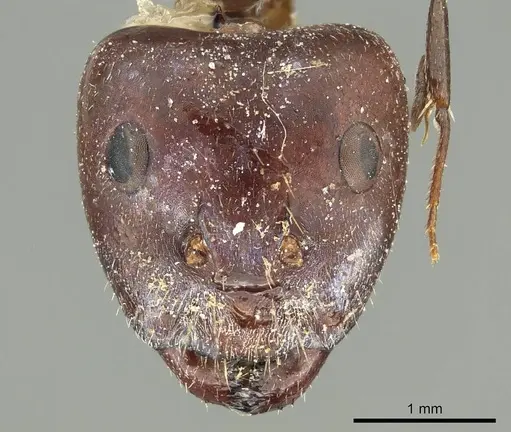 Camponotus cinereus - CASENT0915752