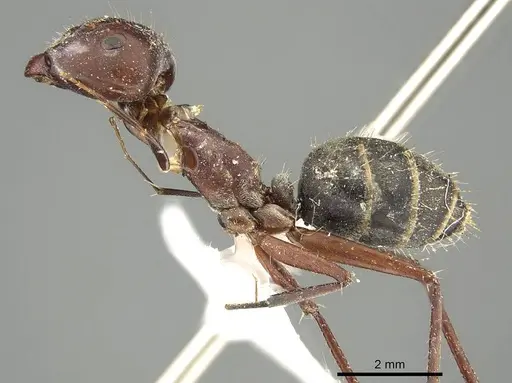 Camponotus cinereus - CASENT0915752