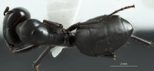 Camponotus cinereus - JDM32-000973