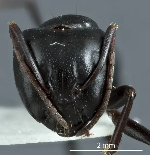 Camponotus cinereus - JDM32-000973
