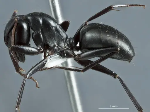 Camponotus cinereus - JDM32-000973