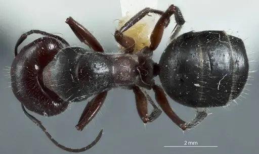 Camponotus cinereus - JDM32-000990