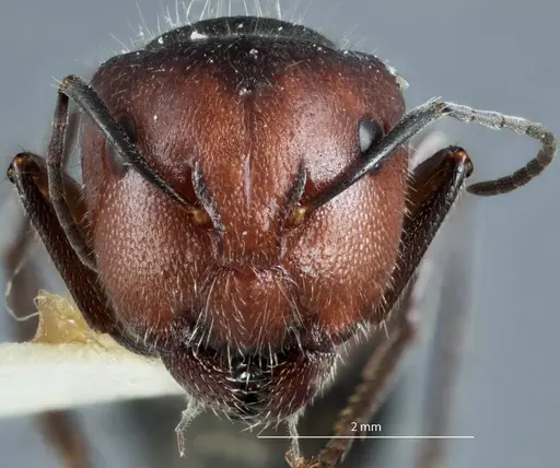 Camponotus cinereus - JDM32-000990
